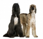 Afghan Hound pros and cons