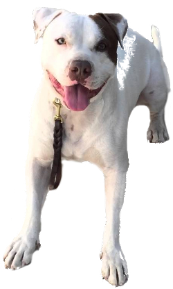 American Bulldog Pitbull Mix image