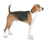 American Foxhound pros and cons