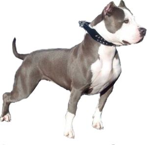 Pitbull Terrier vs American Staffordshire Terrier