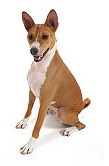Basenji pros and cons