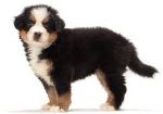 Bernese Mountain Dog temperament