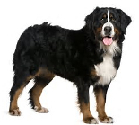 Large dog breeds list with photos