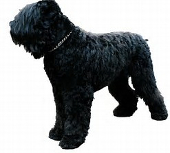 Black Russian Terrier pros and cons