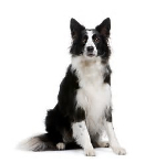 Border Collie pros and cons