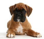 Pros and cons of owning a Boxer dog