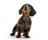 List of smallest breeds
