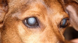 image of glaucoma in a dog