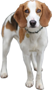 Foxhound Beagle mix image