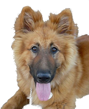 Golden Shepherd dog image