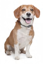 Jack Russell Terrier Beagle mix