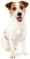 Jack Russell Terrier vs Beagle
