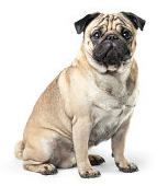 Pug pros and cons