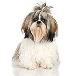 Shih Tzus have a life expectancy of about 15 years
