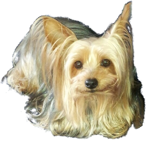 Silky Terrier Yorkie mix dog image