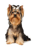 List of small dog breeds - Yorkshire Terrier