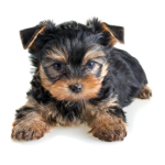 Owning a Yorkshire Terrier pros and cons