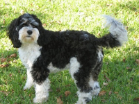 airedale terrier and poodle mix