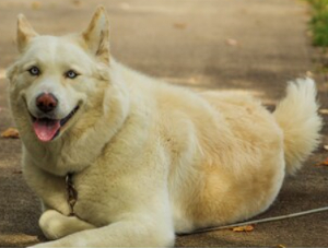 Akita Husky mix