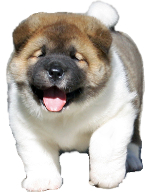 Difference between American Akita and Japanese Akita