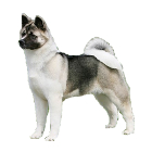 Akita pros and cons