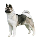 Akita vs Siberian Husky