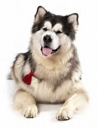 Alaskan Malamute pros and cons