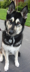 Alaskan Shepherd dog image