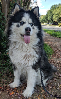 siberian husky and malamute