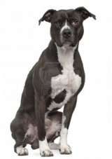 American Pit Bull Terrier pros and cons