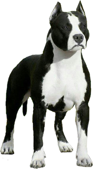 American Staffordshire Terrier vs Pit Bull Terrier