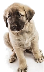 Pros and cons of owning Anatolian Shepherd