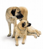 Anatolian Shepherd pros and cons