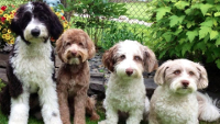 Aussiedoodle dog image