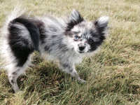 toy aussie pom