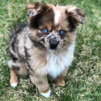 aussie pom mix for sale near me