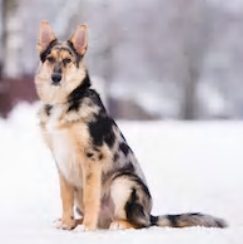 Australian Shepherd German Shepherd mix image