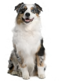 Australian Shepherd vs Border Collie