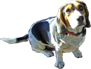 Basset Hound Beagle Mix image