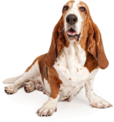 Basset Hound vs Beagle