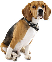Beagle vs Basset Hound