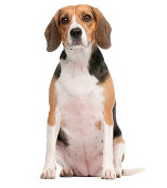 Beagles have a life expectancy of about 15 years