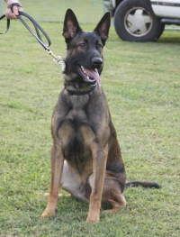 Belgian Malinois and German Shepherd mix