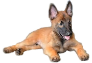 Belgian Malinois temperament