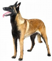 do belgian malinois shed