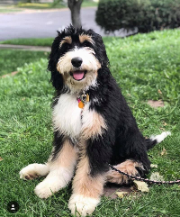 Bernedoodle pros and cons