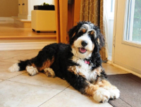 bernese mountain dog and standard poodle mix