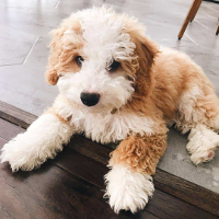 Bernedoodle | Bernese Mountain Dog Poodle mix