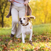 Best dogs for seniors