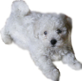 Bichon Frise temperament